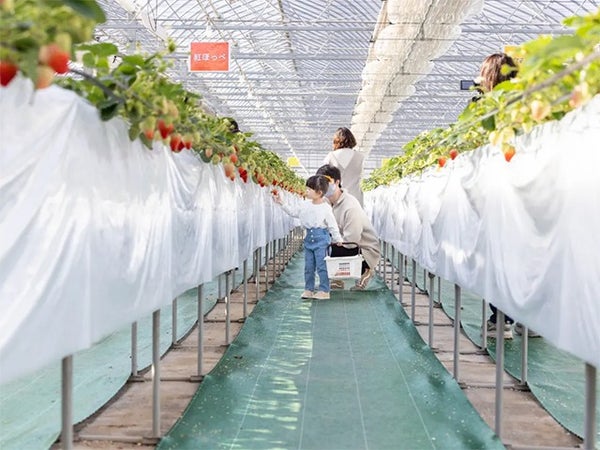 ■【兵庫県・岡山県】\いちご&はちみつW食べ放題/旬のいちご狩り×団体限定!数種類のはちみつ食べ比べ&はちみつに合うパンやヨーグルトも食べ放題◎世界に一つ!オリジナル玄米茶作り♪1